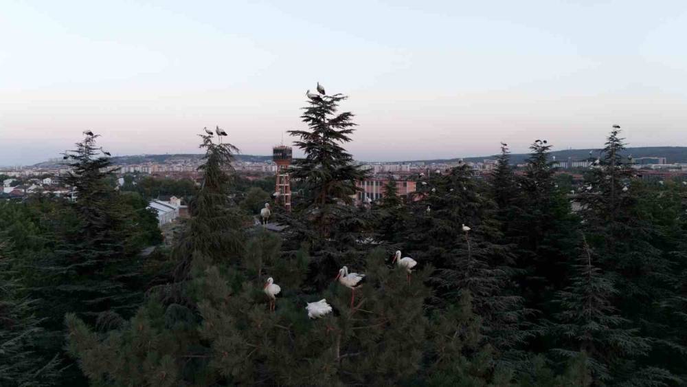 G&ouml;&ccedil; yolculuğuna mola veren leylekler dron ile g&ouml;r&uuml;nt&uuml;lendi
