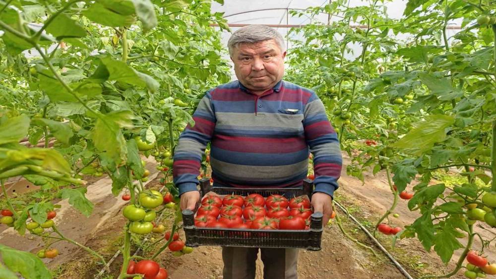 Simav&rsquo;da yetişen &rsquo;coğrafi işaretli&rsquo; Eynal domatesi pazarlarda ilgi g&ouml;r&uuml;yor
