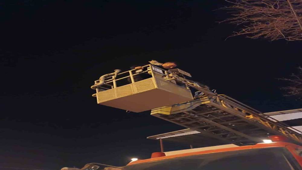 Siirt&rsquo;te ağa&ccedil;ta mahsur kalan kedi itfaiye ekiplerince kurtarıldı
