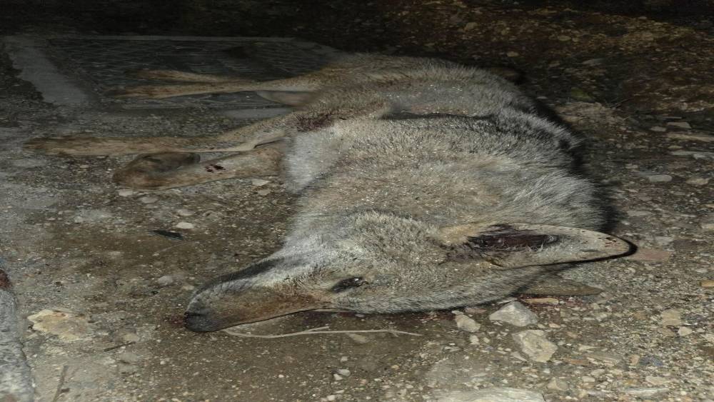 Otomobilin &ccedil;arptığı kurt telef oldu
