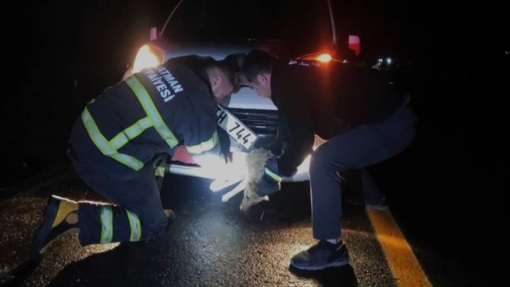 Batman&rsquo;da &ccedil;arpma sonucu aracın tamponuna sıkışan tilki kurtarıldı
