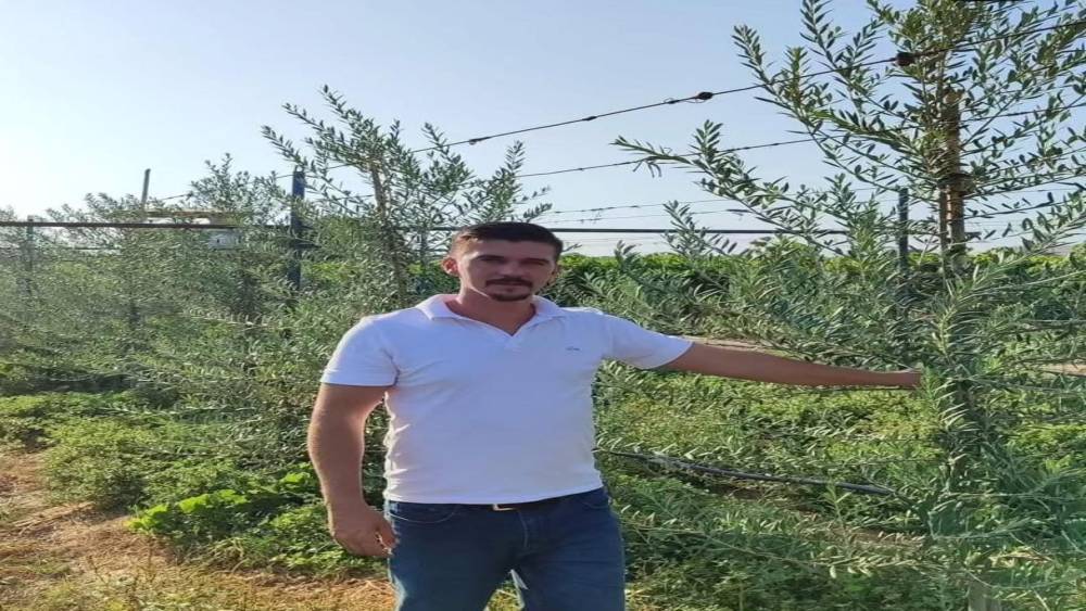 Sarıg&ouml;l&rsquo;de &rsquo;bodur&rsquo; zeytin d&ouml;nemi
