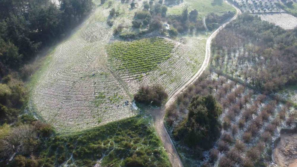 Mersin&rsquo;de misket b&uuml;y&uuml;kl&uuml;ğ&uuml;nde dolu etkili oldu: Orman ve bah&ccedil;eler beyaza b&uuml;r&uuml;nd&uuml;
