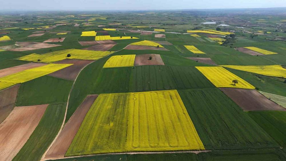 Edirne&rsquo;de kanola tarlaları sarıya b&uuml;r&uuml;nd&uuml;
