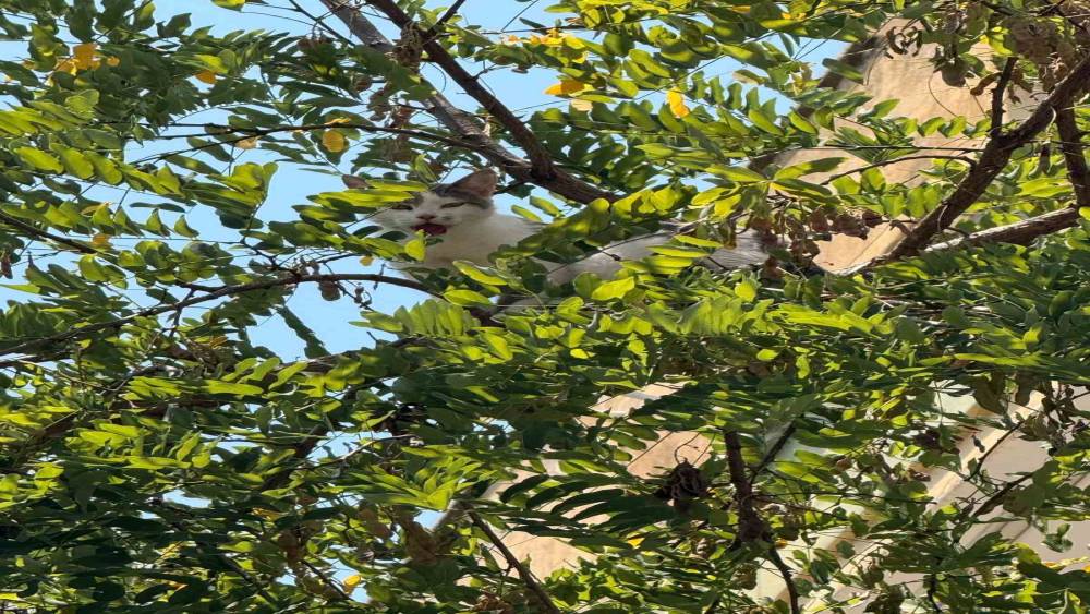 Antalya&rsquo;da ağa&ccedil;tan inemeyen kedi vin&ccedil; yardımıyla kurtarıldı
