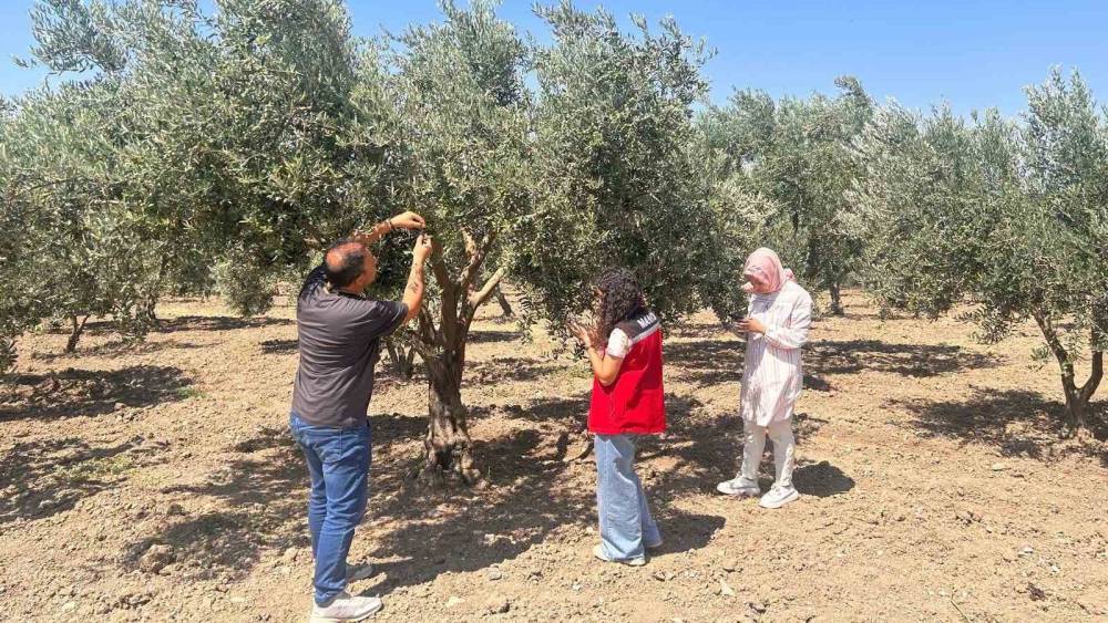 Zeytin sineğine karşı Manisa&rsquo;da bah&ccedil;eler tek tek kontrol ediliyor
