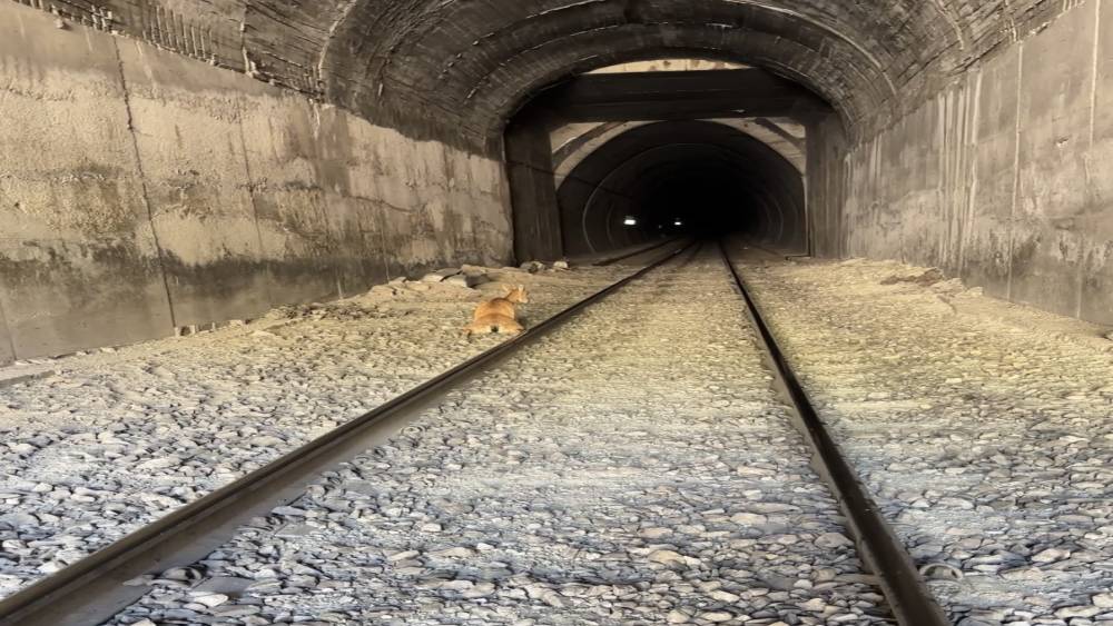 Tren, t&uuml;nele giren dağ ke&ccedil;ilerine &ccedil;arptı
