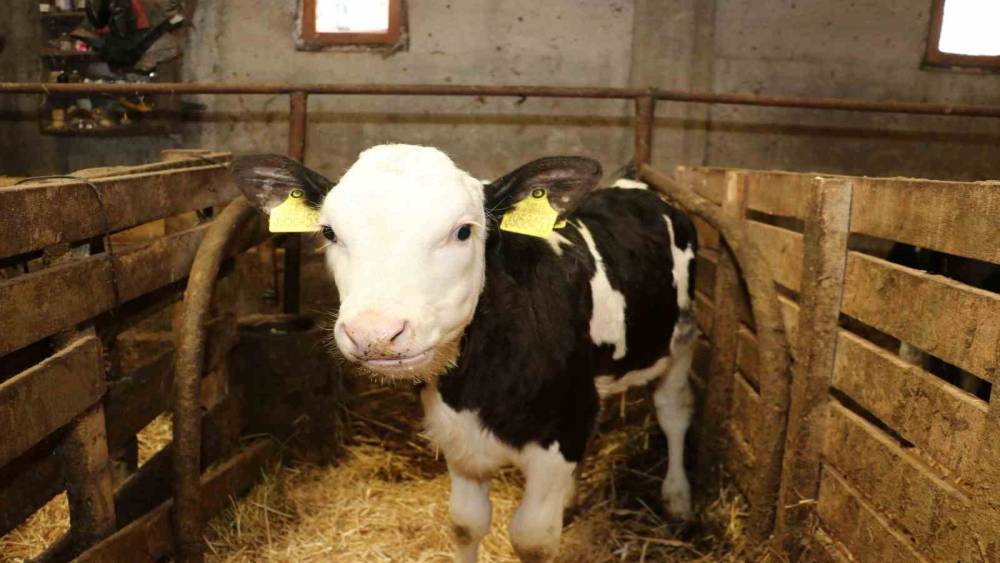 Samsun&rsquo;da ari işletme sayısı artıyor
