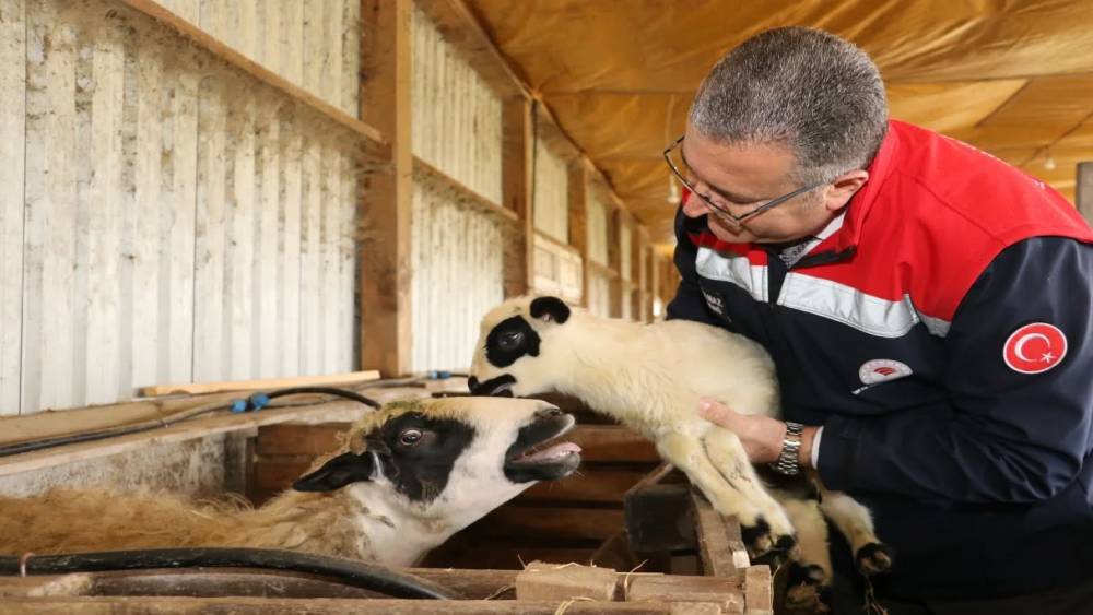 Bafra&rsquo;da organik hayvancılığa yerinde inceleme
