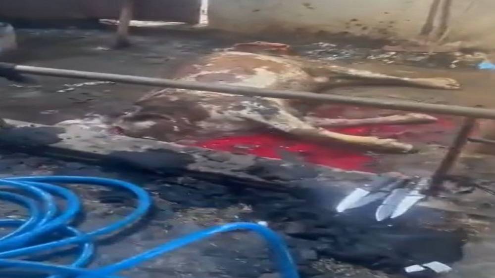 Ahır yandı, 12 b&uuml;y&uuml;kbaş hayvan telef oldu
