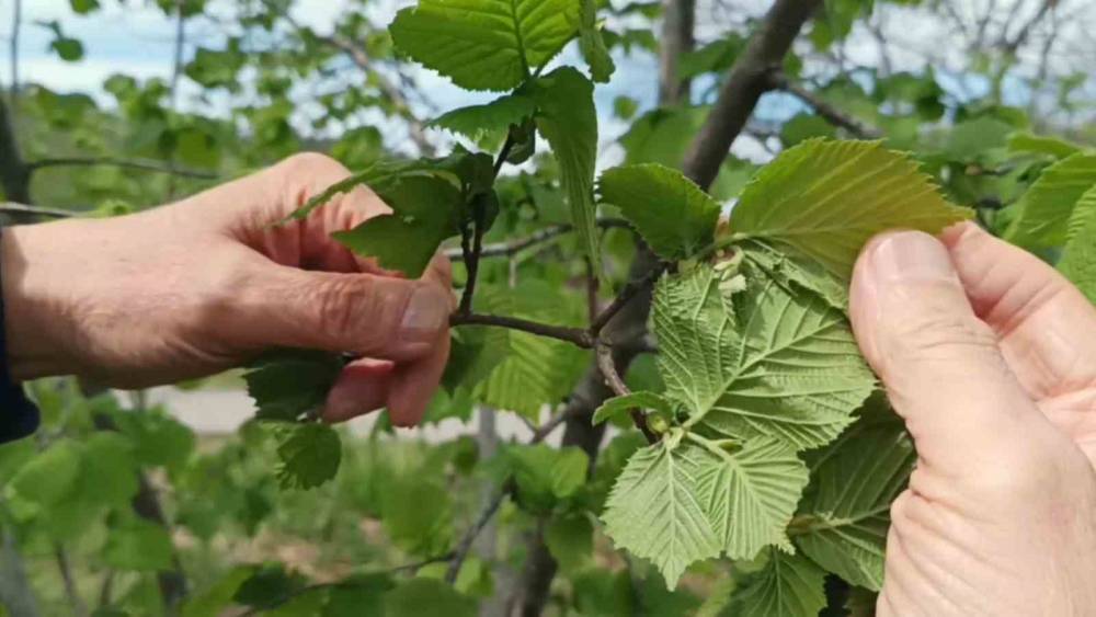 Giresun&rsquo;da fındıkta don riski yok, &uuml;reticiyi kokarca korkutuyor
