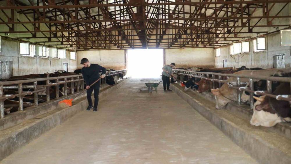 Muş&rsquo;tan batı illerine 50 bin kurbanlık hayvan sevk edilecek
