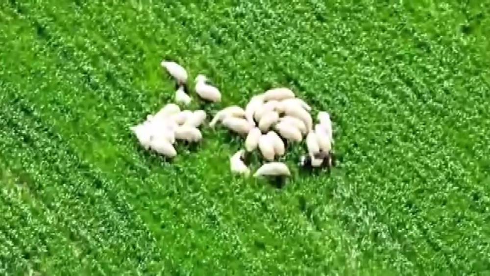 Kaybolan koyun s&uuml;r&uuml;s&uuml; tarlanın ortasında dronla bulundu
