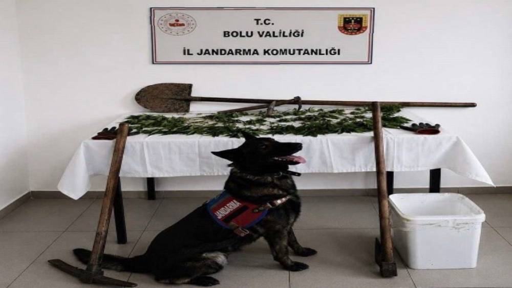 Bolu&rsquo;da kenevir bah&ccedil;esi oluşturan ş&uuml;pheli tutuklandı
