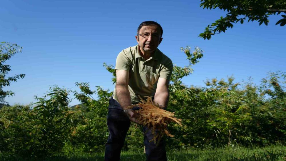 Kestane &ccedil;i&ccedil;eklerinde hasat başladı: Antioksidan deposu &ccedil;ay oluyor
