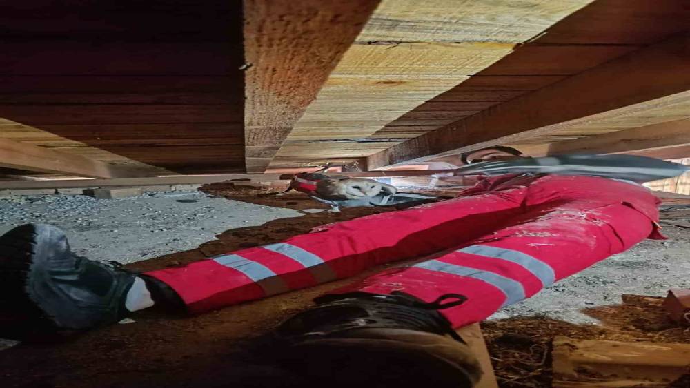 Telef olan eşinin başından ayrılmayan baykuş kurtarıldı
