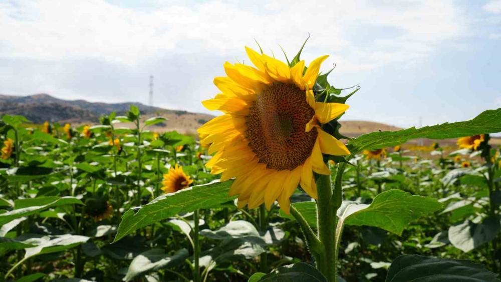 Tarlalar ikinci kez sarıya b&uuml;r&uuml;nd&uuml;: Ay&ccedil;i&ccedil;eğinin ikinci baharı
