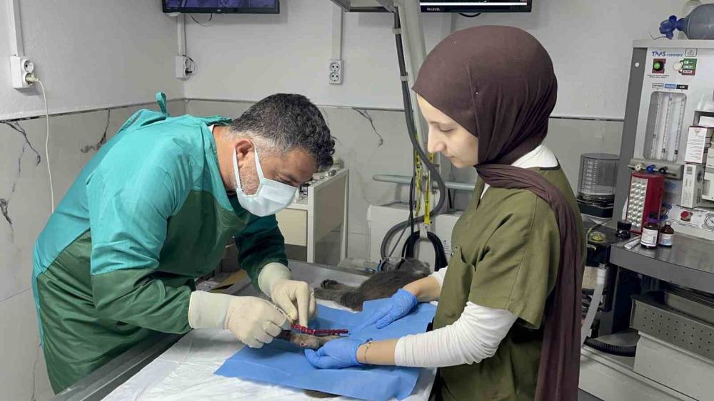 Sekizinci kattan d&uuml;şerek bacakları kırılan kedi, başarılı operasyon sayesinde 4 g&uuml;nde y&uuml;r&uuml;meye başladı
