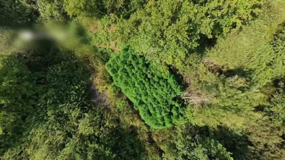 Tarlada 123 k&ouml;k kenevir ele ge&ccedil;irildi: Kenevir tarlası havadan g&ouml;r&uuml;nt&uuml;lendi
