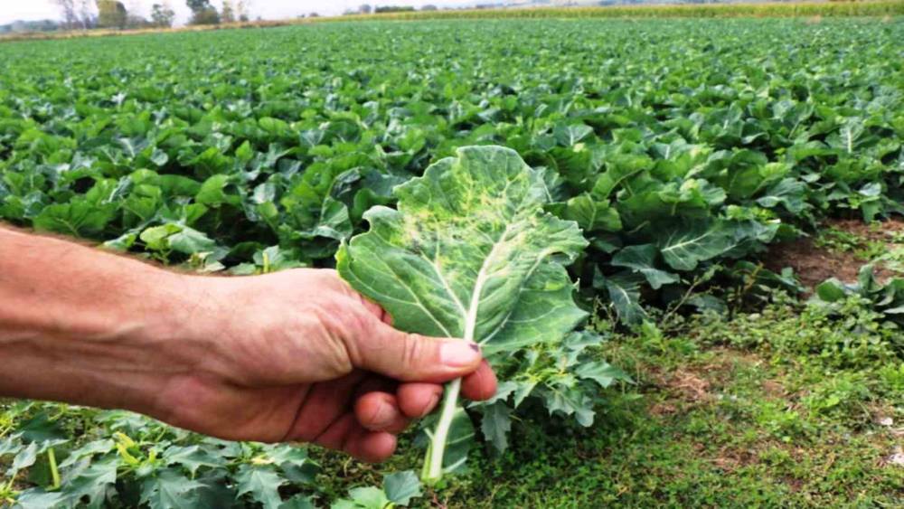 Tarımsal &uuml;retimde Samsun başı &ccedil;ekiyor
