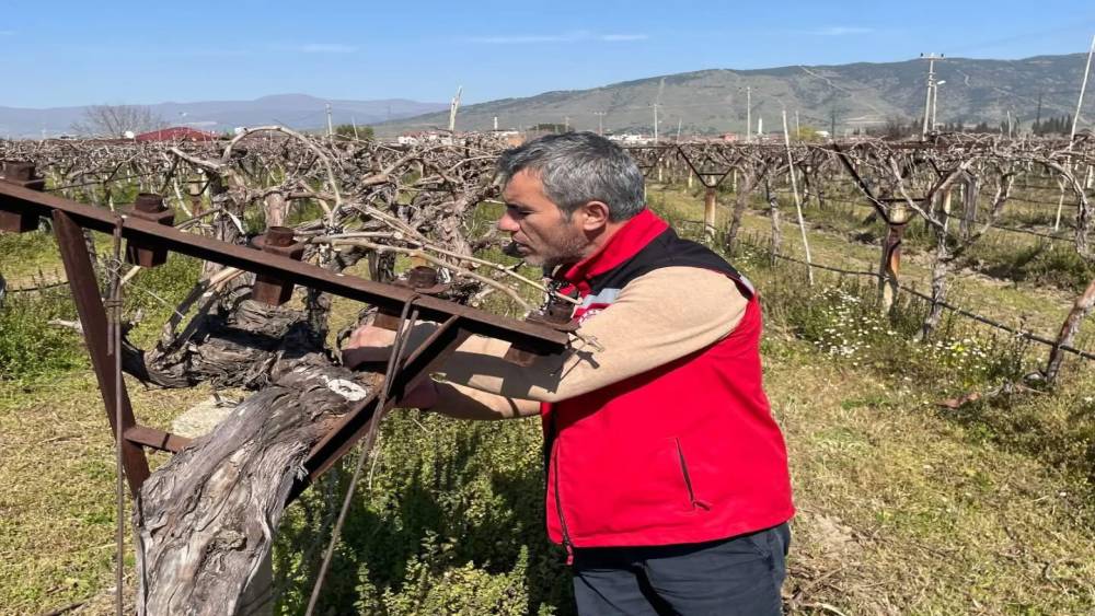 Bağlarda hastalık ve zararlı kontrol&uuml; yapılıyor
