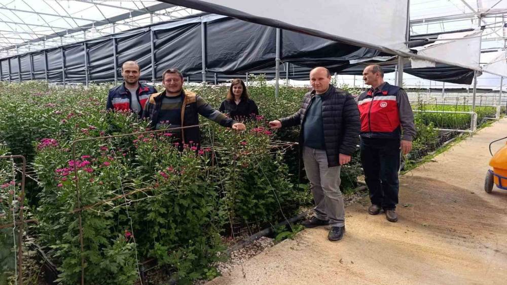 Simav&rsquo;daki seralarda domatese alternatif kesme &ccedil;i&ccedil;ek &uuml;retimi
