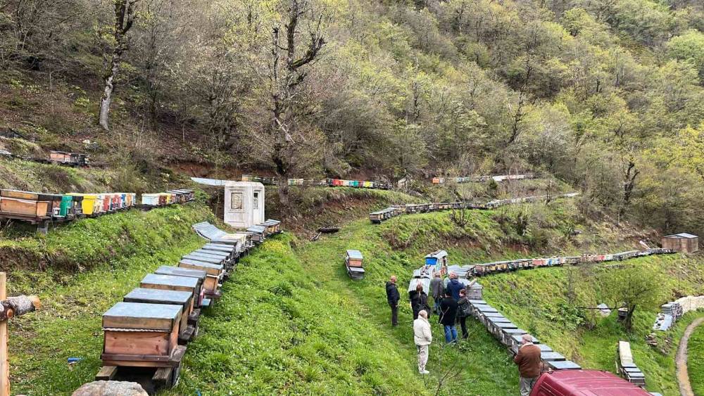 Artvin apiturizmde gelecek vadediyor
