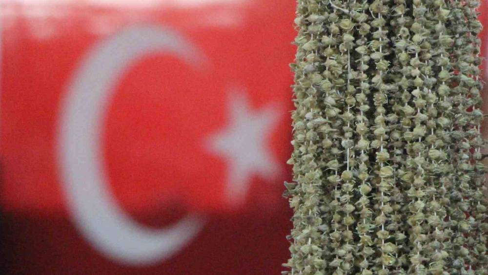 Amasyalı bamyacılar Uganda bamyasını ombudsmana şikayet etti
