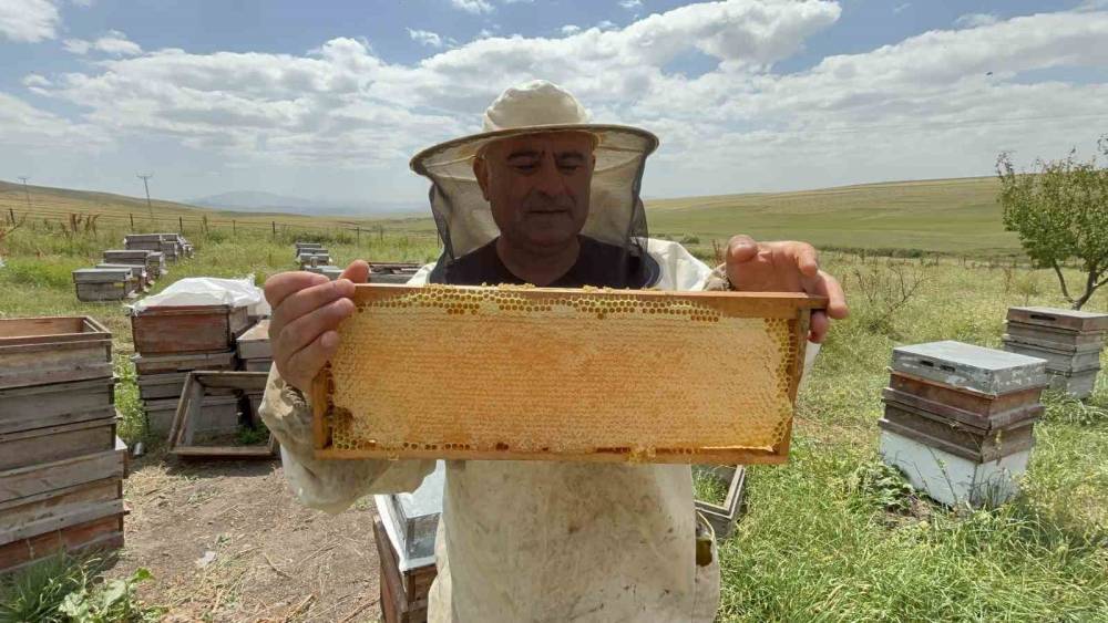 Kars&rsquo;ta bal hasadı bereketli başladı: Kilosu 2 bin 500 TL&rsquo;ye kadar &ccedil;ıkıyor

