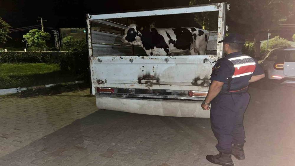 &Ccedil;ine&rsquo;deki 365 bin liralık hayvan dolandırıcılığı jandarmaya takıldı
