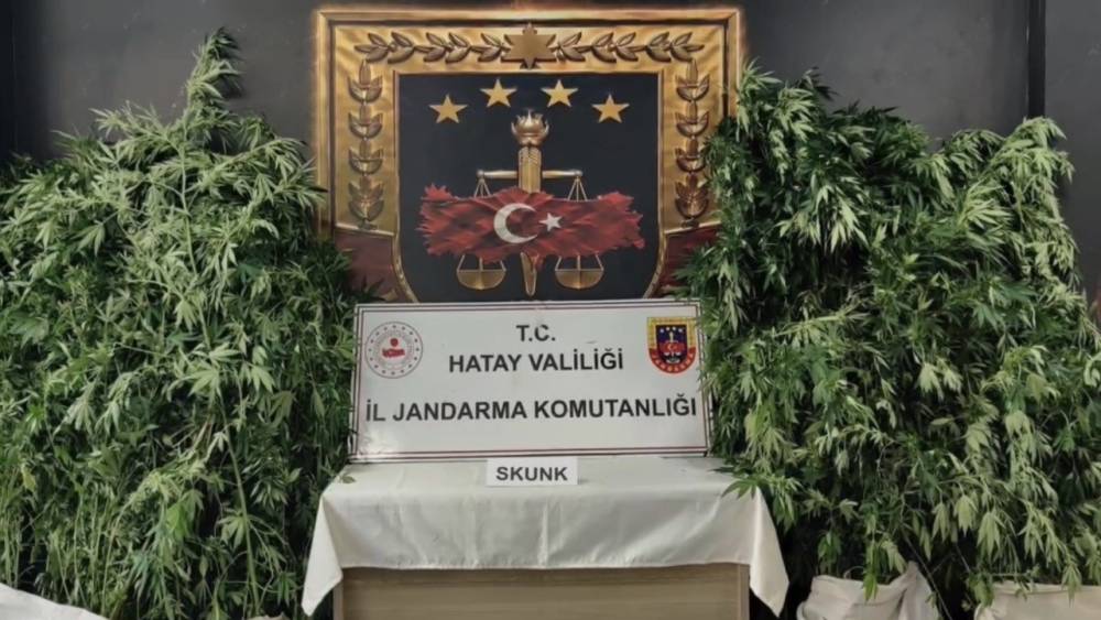 Hatay&rsquo;da jandarmadan uyuşturucu operasyonu: 371 k&ouml;k kenevir ele ge&ccedil;irildi
