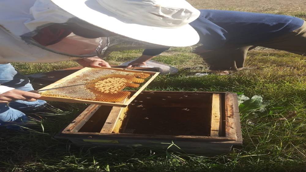 Kars&rsquo;ta arıcılığa g&uuml;&ccedil;, &uuml;retime destek: Kovan başına 250 TL&rsquo;ye kadar destek

