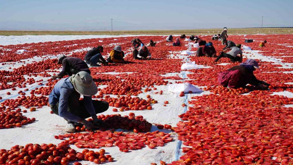 G&uuml;neş ve poyrazla kurutulan Niğde domatesi d&uuml;nya sofralarına ulaşıyor

