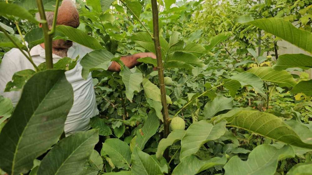 Tescilli Adilcevaz ceviz fidanları T&uuml;rkiye&rsquo;nin dahi d&ouml;rt bir yanına g&ouml;nderiliyor
