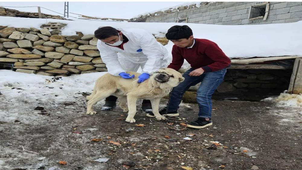 Diyadin&rsquo;de k&ouml;peklere kuduz aşısı uygulaması başladı
