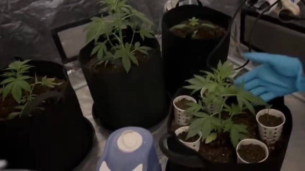 &Ouml;zel d&uuml;zenekle uyuşturucu yetiştirilen eve polis baskını
