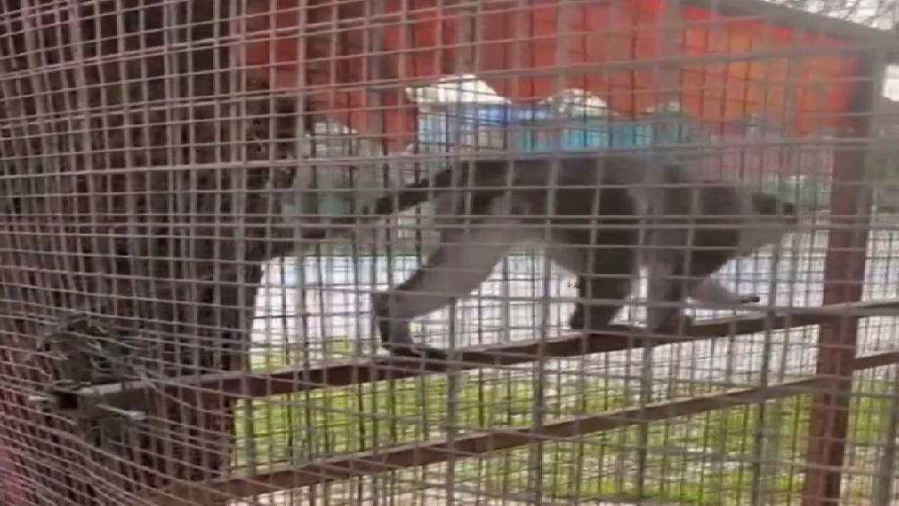 Denizli&rsquo;de 3 &ouml;r&uuml;mcek maymunu ele ge&ccedil;irildi
