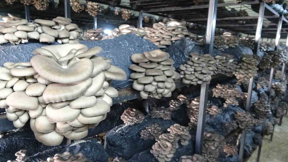 &Ccedil;arşamba&rsquo;da istiridye mantarı &uuml;retimi artıyor
