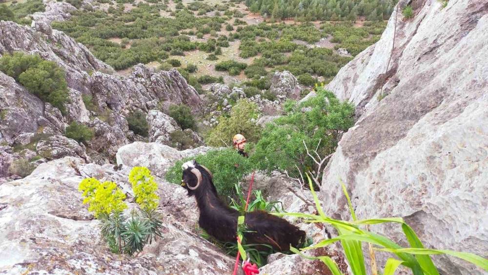 Dağda mahsur kalan ke&ccedil;i kurtarıldı
