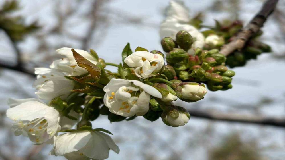 Salihli&rsquo;de &lsquo;Monilya&rsquo; tehlikesi
