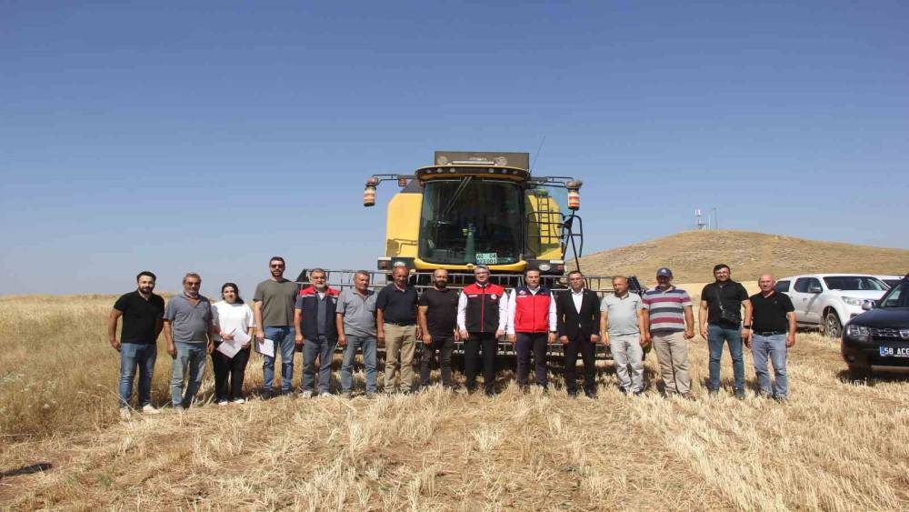 Sivas&rsquo;ta ilk kez toprakla buluşturulan 5 farklı &ccedil;eşit buğday hasat edildi

