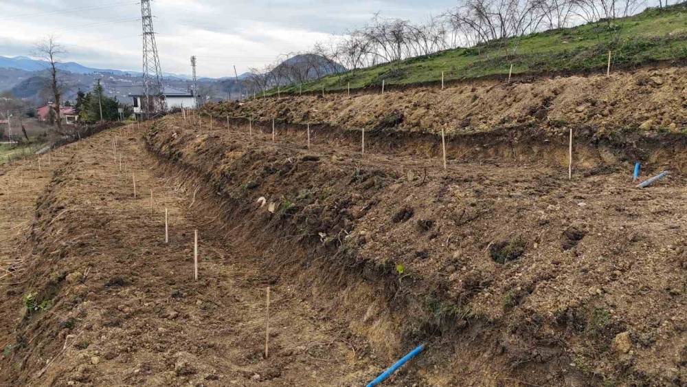 Ordu&rsquo;da fındıkta verimi arttırmak i&ccedil;in yeni teknikler
