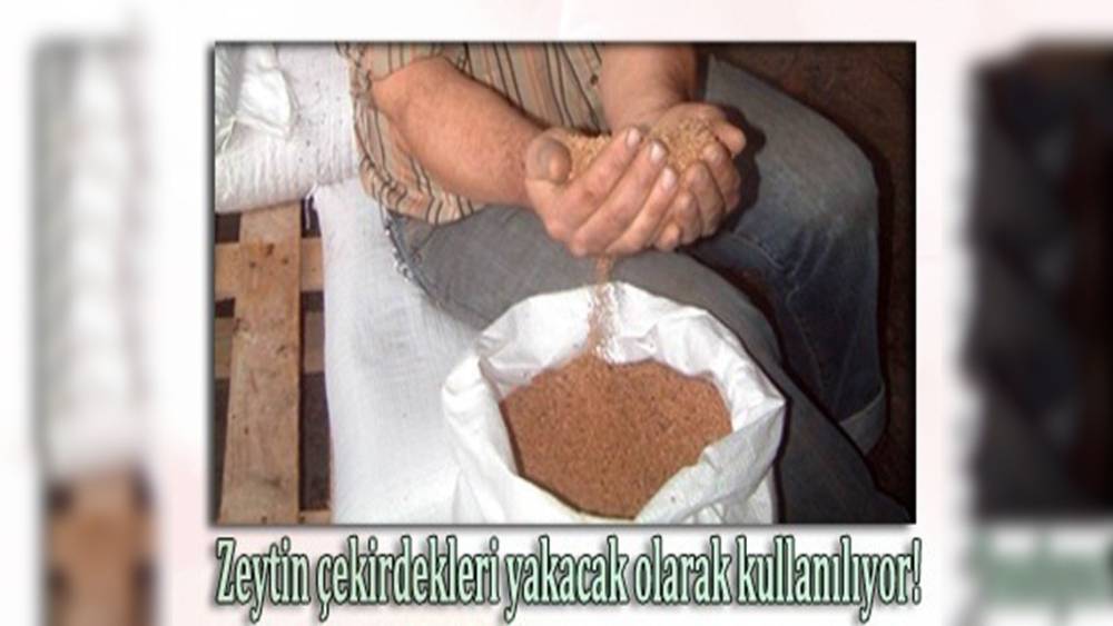 Burhaniye&rsquo;de zeytin &ccedil;ekirdekleri Yunanistan&rsquo;a ihra&ccedil; ediliyor
