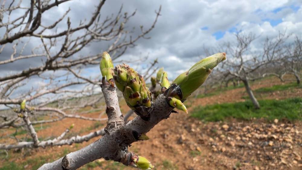 Antep fıstığının s&uuml;rg&uuml;n gelişiminde karag&ouml;z kurdu ve kabuklu bit riski
