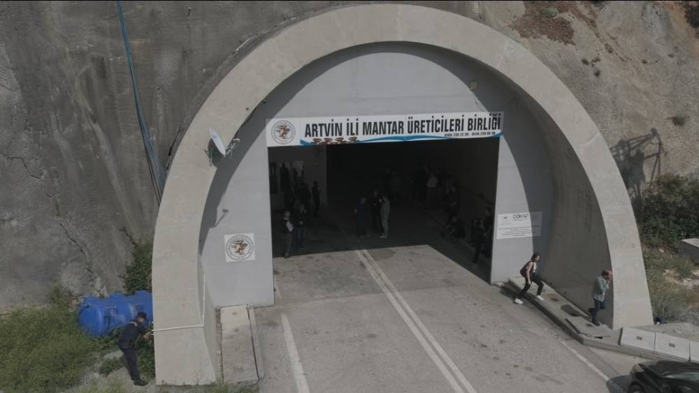 T&uuml;nelde &uuml;retilen istiridye mantarının ilk hasadı ger&ccedil;ekleştirildi

