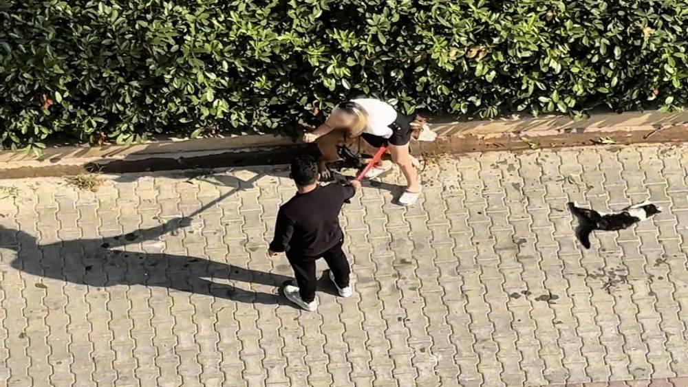 Ağızlıksız gezdirilen Pitbull kediyi par&ccedil;aladı: Sahibi &rsquo;polisi aramayın&rsquo; diye yalvardı
