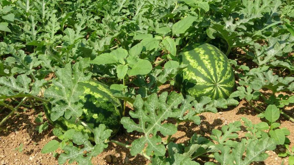 Yalıncak karpuzu &uuml;retimi eski g&uuml;nlerini arıyor
