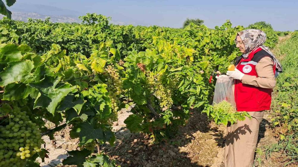 &Uuml;z&uuml;m bağlarında hasat &ouml;ncesi pestisit denetimi
