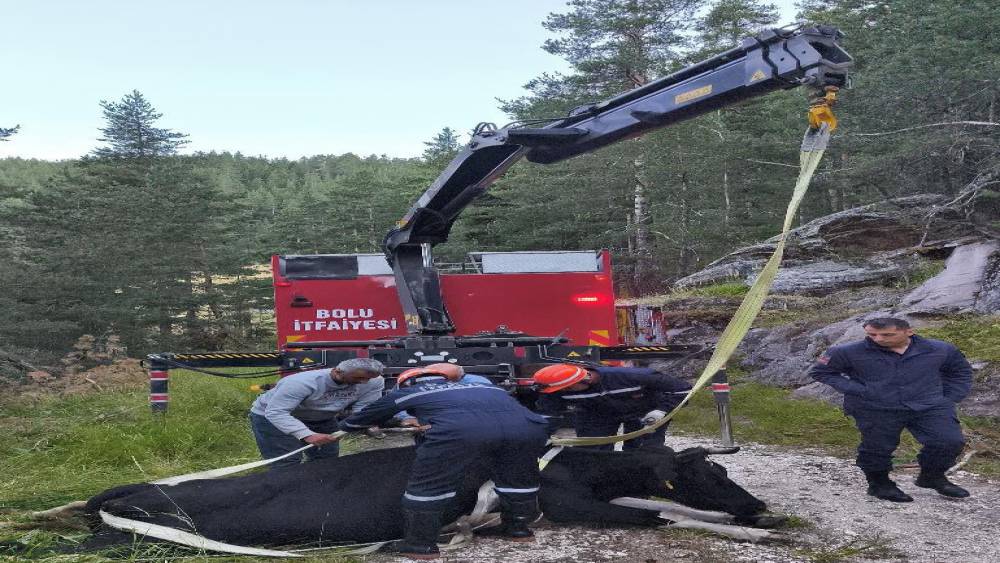 Bolu&rsquo;da 50 metrelik u&ccedil;uruma d&uuml;şen inek vin&ccedil;le kurtarıldı

