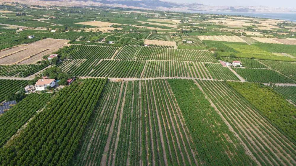 Elazığ&rsquo;da erkenci &uuml;z&uuml;m hasadı başladı

